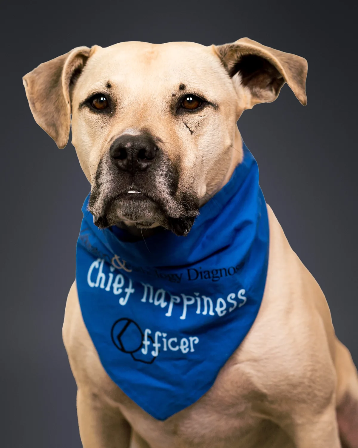 A tan office dog on a gray backdrop wearing a blue company bandana that reads Chief Happiness Officer.